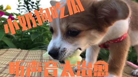 娱乐吃瓜菌小狗视频下载,轻松获取热门吃瓜内容