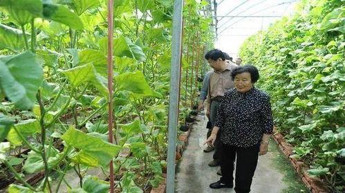 娱乐吃瓜场地图片真实,一场别开生面的乡村“吃瓜”盛宴