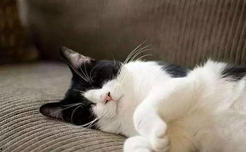 娱乐吃瓜酱猫抱枕,二次元与传统文化完美融合 第2张 娱乐吃瓜酱猫抱枕,二次元与传统文化完美融合 第2张