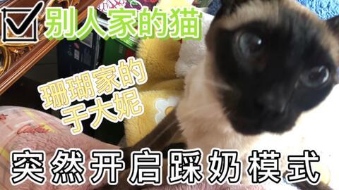 娱乐吃瓜酱猫打翻电视,引发网友热议 第2张 娱乐吃瓜酱猫打翻电视,引发网友热议 第2张