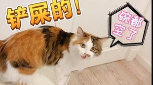 娱乐吃瓜酱猫打翻电视,引发网友热议 第3张 娱乐吃瓜酱猫打翻电视,引发网友热议 第3张