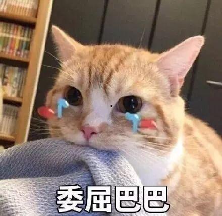 娱乐吃瓜君折耳猫,折耳猫的神秘魅力与争议