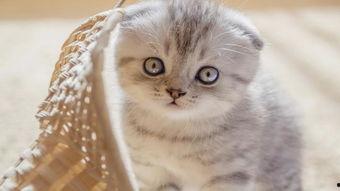 娱乐吃瓜君折耳猫,折耳猫的神秘魅力与争议 第3张 娱乐吃瓜君折耳猫,折耳猫的神秘魅力与争议 第3张
