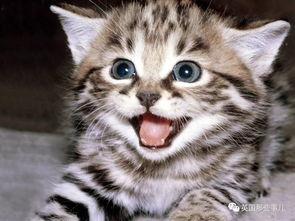 娱乐吃瓜酱猫咪视频大全,吃瓜酱视频大全欢乐盘点  第3张