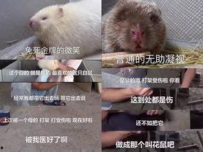 穷人养鼠大法娱乐吃瓜,趣味养鼠,吃瓜乐趣无限 第2张 穷人养鼠大法娱乐吃瓜,趣味养鼠,吃瓜乐趣无限 第2张