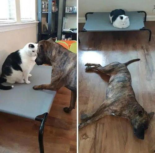 娱乐吃瓜酱狗狗打猫咪,娱乐吃瓜酱现场直播