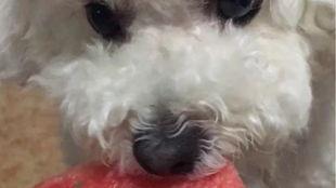 娱乐吃瓜酱狗狗打猫咪,娱乐吃瓜酱现场直播 第2张 娱乐吃瓜酱狗狗打猫咪,娱乐吃瓜酱现场直播 第2张
