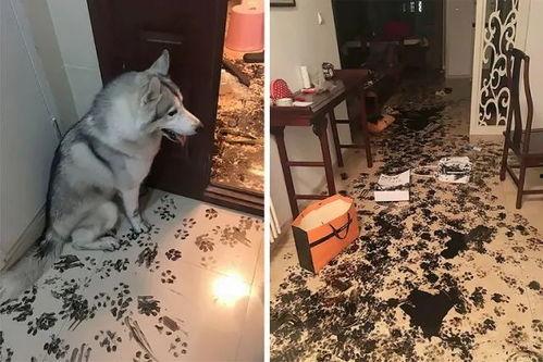 娱乐吃瓜酱狗狗打猫咪,娱乐吃瓜酱现场直播 第3张 娱乐吃瓜酱狗狗打猫咪,娱乐吃瓜酱现场直播 第3张