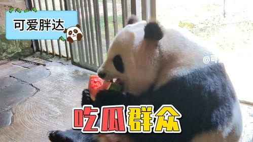 娱乐吃瓜大熊猫视频,一场娱乐吃瓜盛宴 第2张 娱乐吃瓜大熊猫视频,一场娱乐吃瓜盛宴 第2张