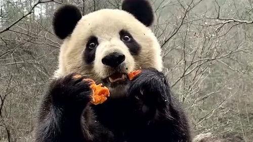 娱乐吃瓜大熊猫视频,一场娱乐吃瓜盛宴 第3张 娱乐吃瓜大熊猫视频,一场娱乐吃瓜盛宴 第3张