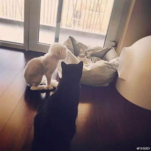 娱乐吃瓜酱虐猫小说,娱乐吃瓜酱的黑暗面揭露  第3张