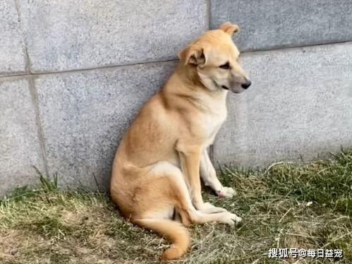 娱乐吃瓜酱流浪狗 第2张 娱乐吃瓜酱流浪狗 第2张