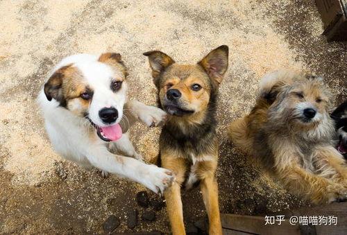 娱乐吃瓜酱流浪狗 第3张 娱乐吃瓜酱流浪狗 第3张