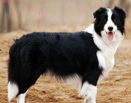 娱乐吃瓜酱牧羊犬,揭秘牧羊犬背后的故事 第3张 娱乐吃瓜酱牧羊犬,揭秘牧羊犬背后的故事 第3张