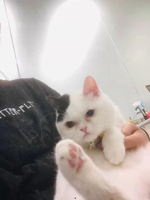 娱乐吃瓜酱猫传腹,揭秘“猫传腹”事件背后的真相与反思  第2张