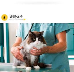 娱乐吃瓜酱猫传腹,揭秘“猫传腹”事件背后的真相与反思  第3张