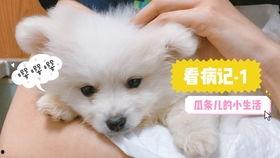 娱乐吃瓜酱小奶狗,揭秘娱乐圈的甜蜜与苦涩  第2张