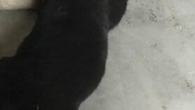 娱乐吃瓜酱小奶狗,揭秘娱乐圈的甜蜜与苦涩  第3张