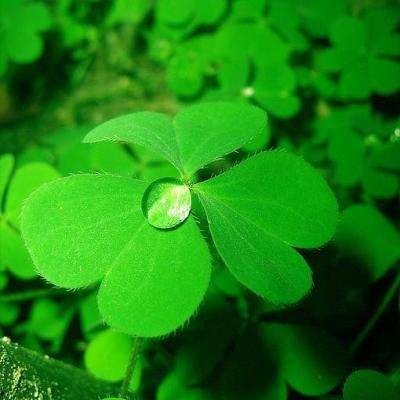 吃瓜四叶草娱乐,揭秘娱乐圈幕后故事 第2张 吃瓜四叶草娱乐,揭秘娱乐圈幕后故事 第2张