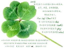 吃瓜四叶草娱乐,揭秘娱乐圈幕后故事 第3张 吃瓜四叶草娱乐,揭秘娱乐圈幕后故事 第3张