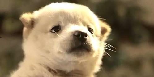 娱乐吃瓜酱中华田园犬,揭秘中华田园犬的趣味生活 第3张 娱乐吃瓜酱中华田园犬,揭秘中华田园犬的趣味生活 第3张