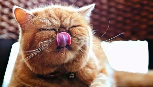 娱乐圈猫猫吃瓜图片,萌态十足揭秘明星幕后趣闻 第2张 娱乐圈猫猫吃瓜图片,萌态十足揭秘明星幕后趣闻 第2张