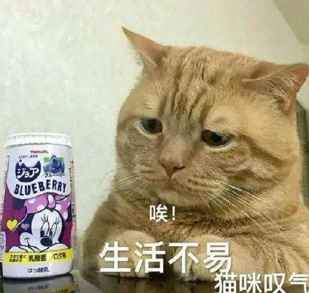 娱乐圈猫猫吃瓜图片,萌态十足揭秘明星幕后趣闻 第3张 娱乐圈猫猫吃瓜图片,萌态十足揭秘明星幕后趣闻 第3张