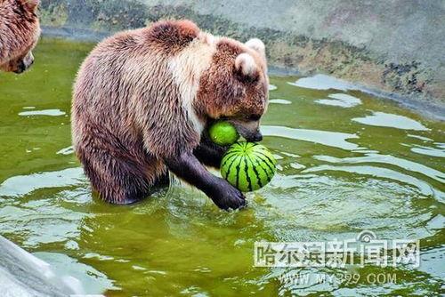 娱乐吃瓜酱小动物,揭秘小动物界的趣味故事 第2张 娱乐吃瓜酱小动物,揭秘小动物界的趣味故事 第2张
