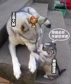 娱乐吃瓜酱小动物,揭秘小动物界的趣味故事 第3张 娱乐吃瓜酱小动物,揭秘小动物界的趣味故事 第3张