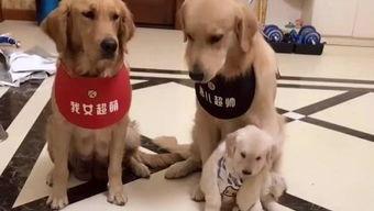 娱乐吃瓜酱送小狗视频  第1张