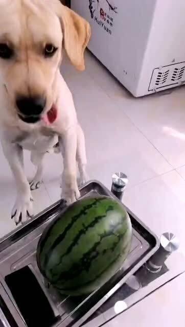 娱乐吃瓜酱送小狗视频  第2张