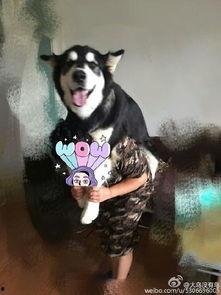 娱乐吃瓜酱妈妈的宠物,揭秘宠物界的明星生活  第2张