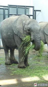 娱乐吃瓜小象是谁啊,网络红人的崛起之路 第3张 娱乐吃瓜小象是谁啊,网络红人的崛起之路 第3张