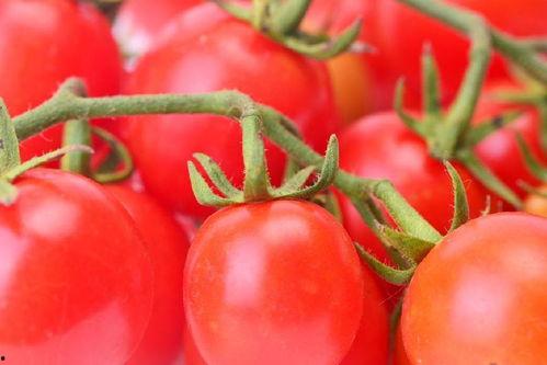 番茄小说吃瓜娱乐圈,番茄小说中的吃瓜日常  第2张